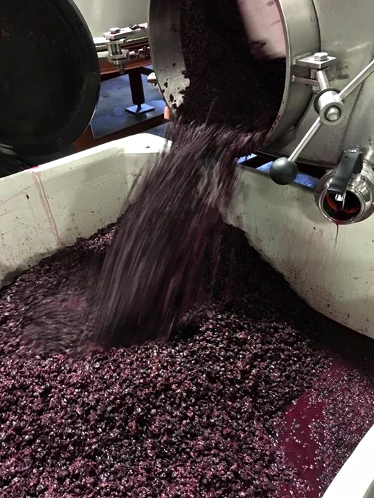 #2015Harvest, Saxon Brown Wines -- www.saxonbrown.com